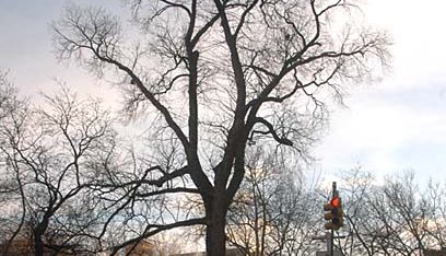 The Hangman's Elm, Washington Square Park