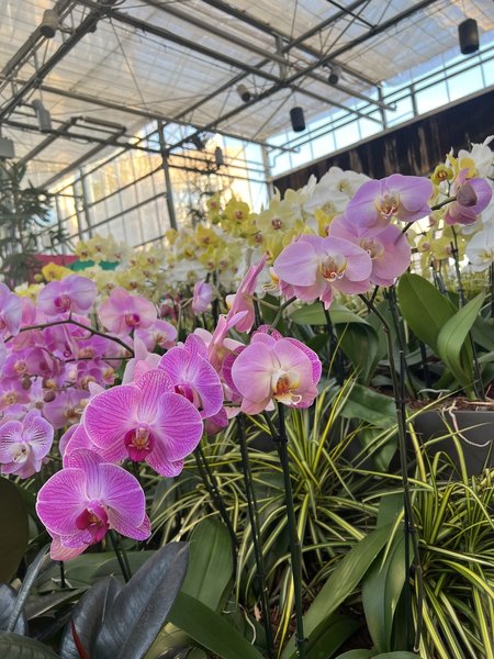 Atlanta Botanical Gardens 1