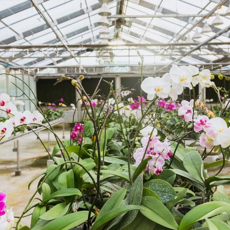 Atlanta Botanical Gardens 6