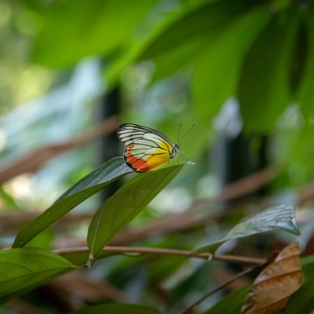 Butterfly Garden