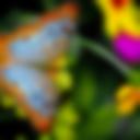 Butterfly Garden 6