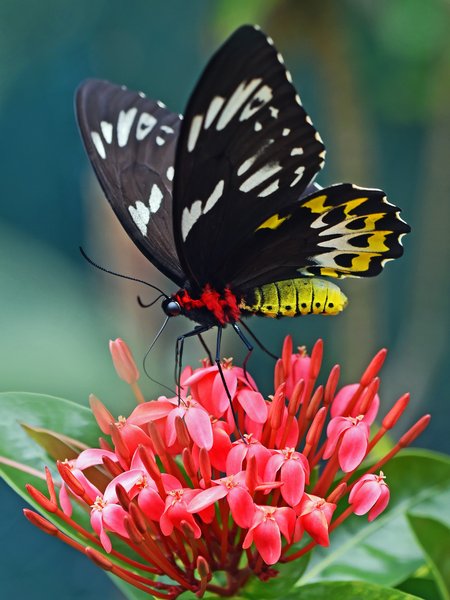 Butterfly Garden 7