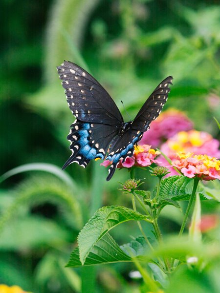 Butterfly Garden 8