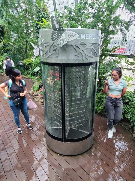 Butterfly Garden 9