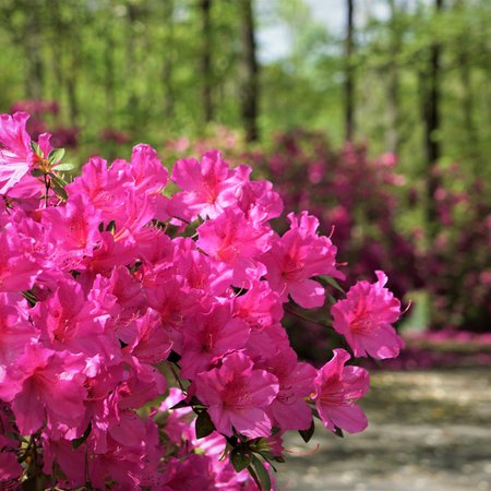 Callaway Gardens 4