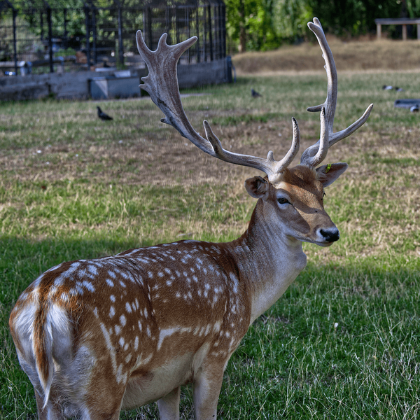 Deer-Clissold-Park-Hackney