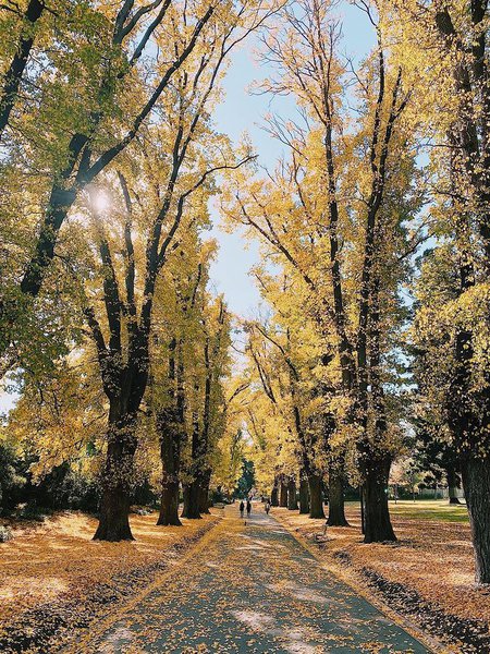 Fitzroy Gardens.jpg