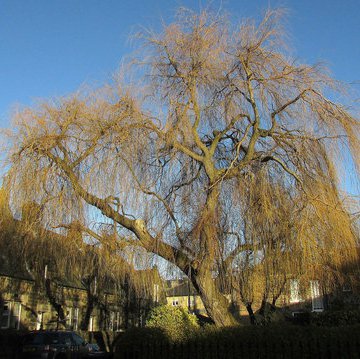 Albert Terrace Gardens, Harrogate