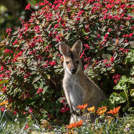 Hope Island | CityDays
