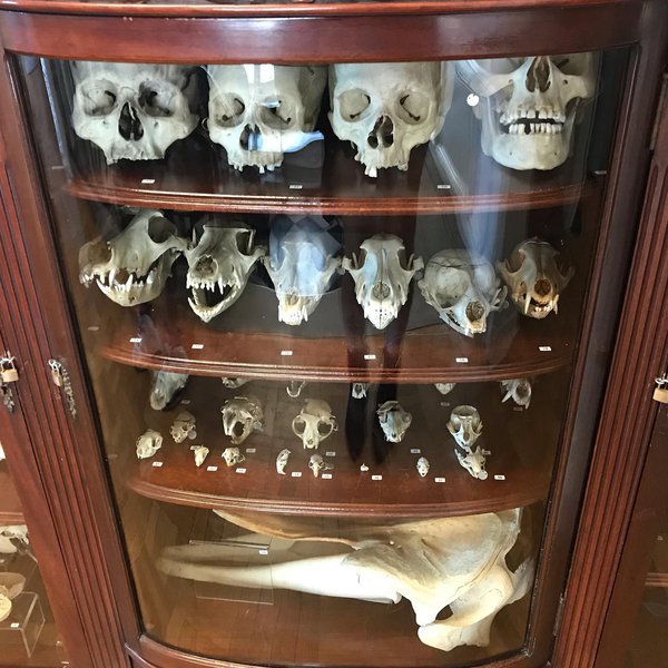 International Museum of Surgical Science 5.jpg