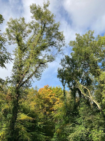 Leigh Woods 6.jpg