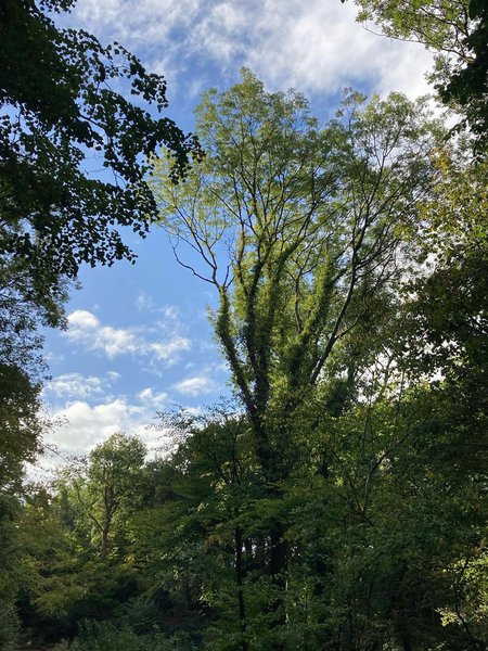 Leigh Woods 7.jpg