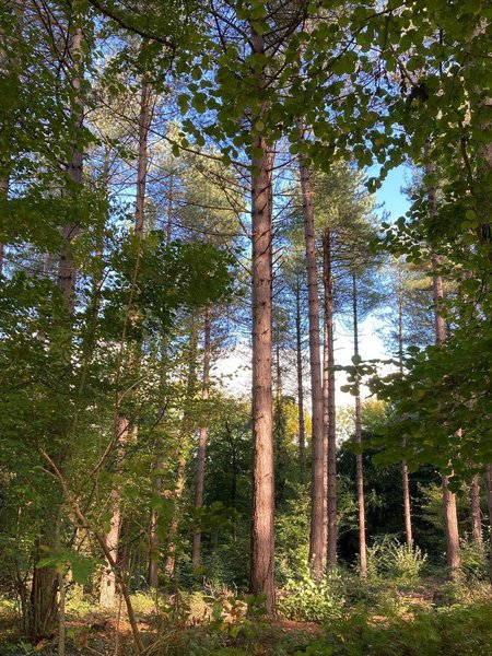 Leigh Woods 8.jpg