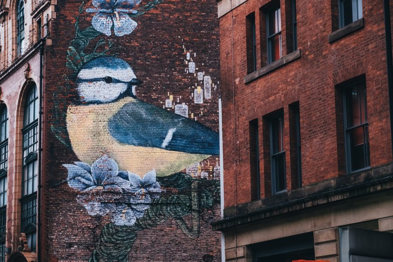 Manchester-graffiti-bird