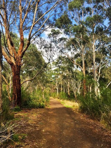 Organ Pipes Trees.jpg