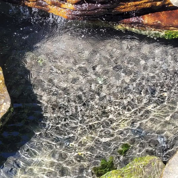 alfred caldwell lily pool 6.jpg