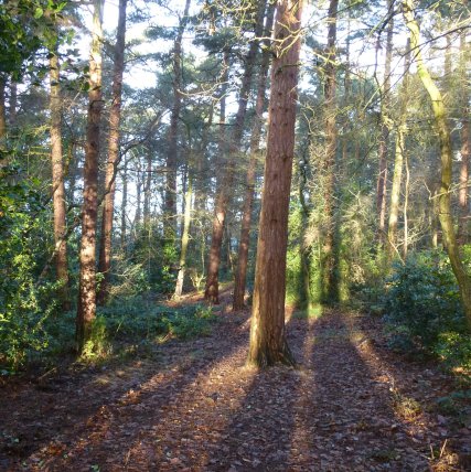 Pinewoods, Harrogate