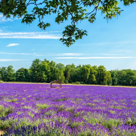 Mayfield Lavender Farm, London - 12