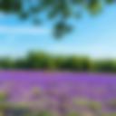 Mayfield Lavender Farm, London - 12