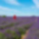 Mayfield Lavender Farm, London - 1