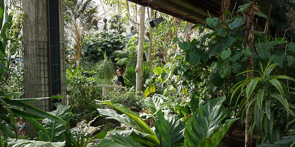Barbican_Conservatory_3.jpg