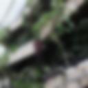 Barbican_Conservatory_03.jpg