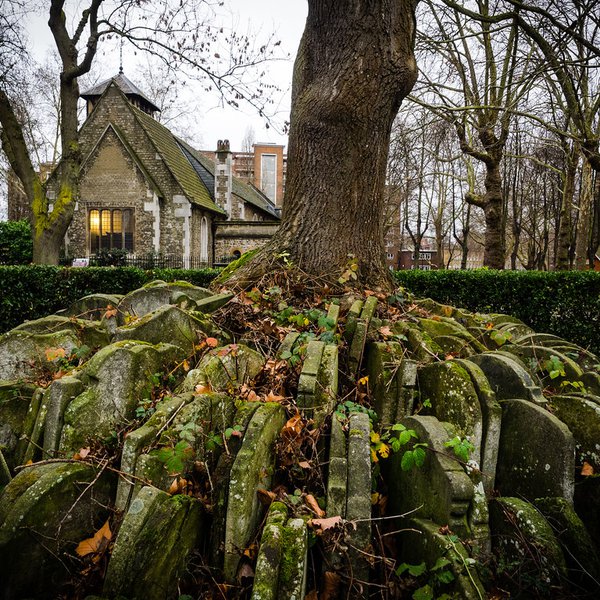 The_Hardy_Tree_001.jpg