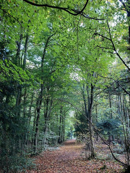 Leigh Woods 5.jpg