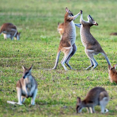 Wildlife at Organ Pipes National Park.jpg