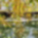 alfred caldwell lily pool 9.jpg